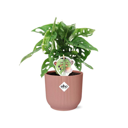 Monstera ‘Monkey Leaf’ im ELHO Vibes Fold 14cm Topf rosa