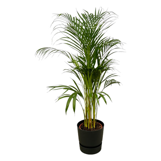 Areca Palme im elho Greenville Round Topf Ø21cm, 110cm hoch
