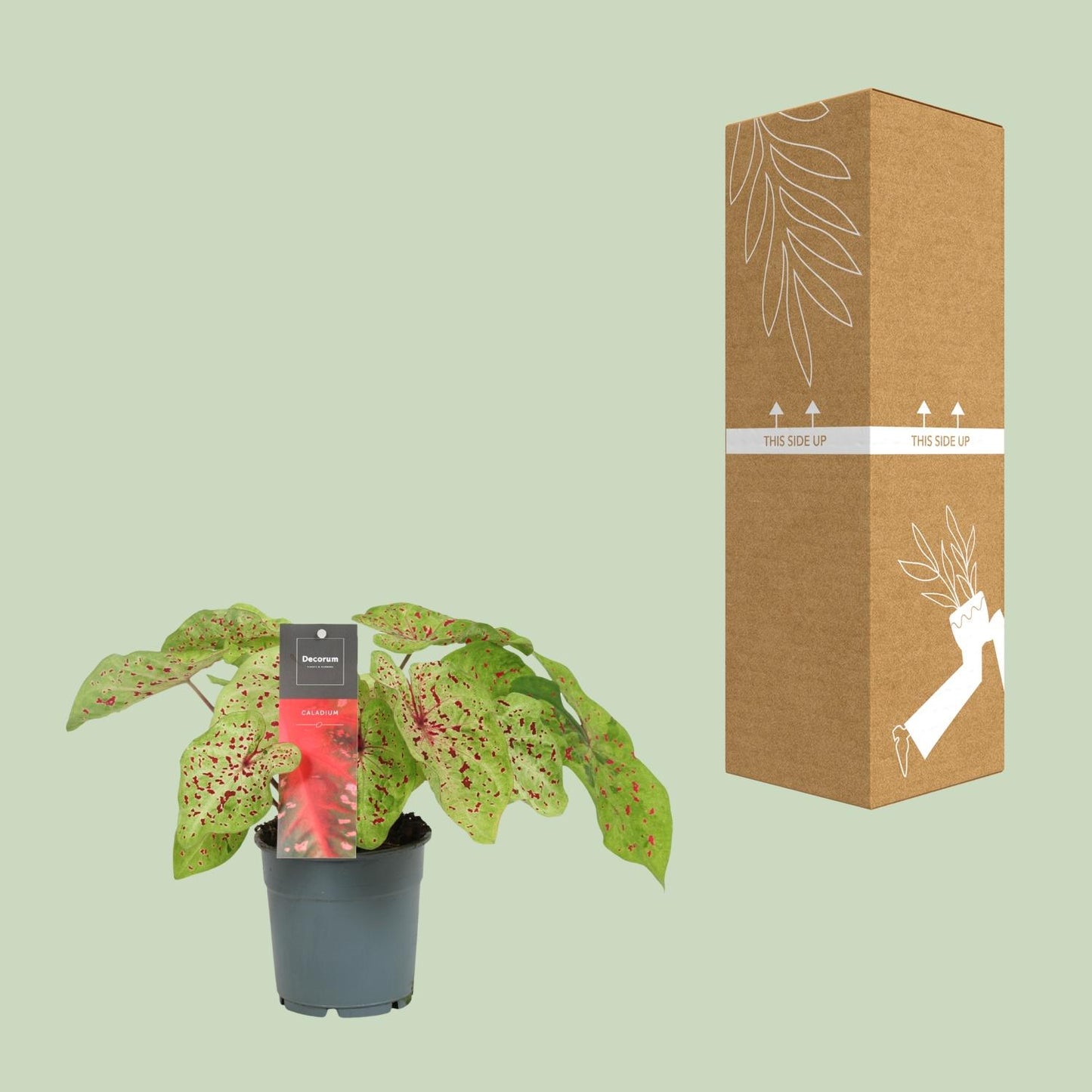 Caladium Miss Muffet – Pflegeleichte Engelsspitzen Ø12cm