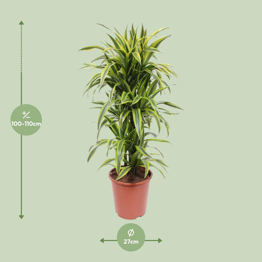 Dracaena Lemon Lime – Pflegenleichter Drachenbaum Ø27cm, 110cm hoch
