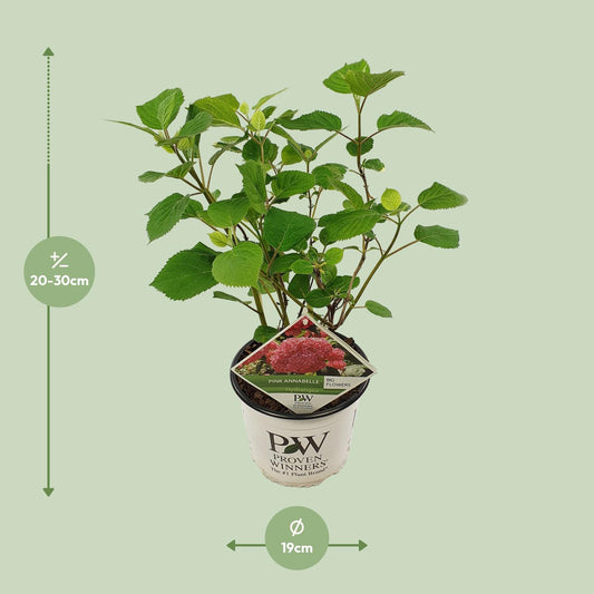 Endlose Hortensie 'Pink Annabelle' – Ø19cm Topf, 30cm Höhe