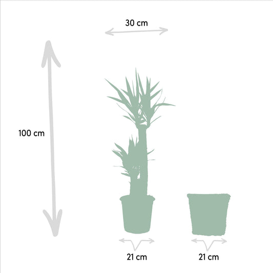 Yucca Palmlilie mit Korb – 100 cm – Ø21 cm