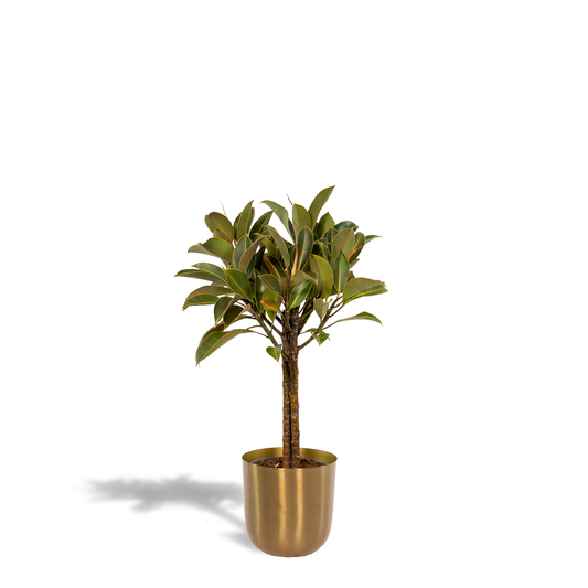 Ficus elastica Melany Stamm mit Mayk Gold Topf – 90 cm