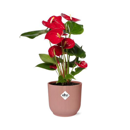 Anthurium Red 12cm im ELHO Vibes Fold 14cm Topf roze