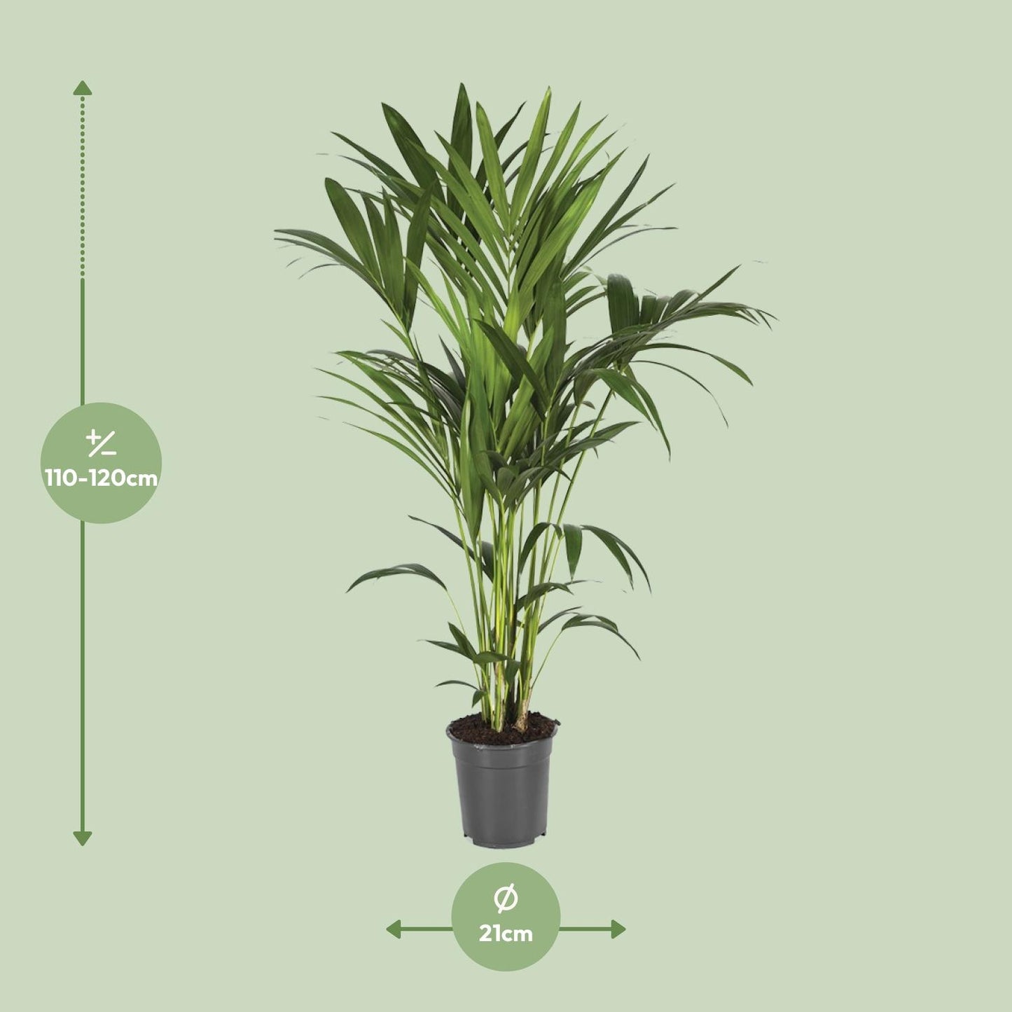 Howea Forsteriana – Elegante Kentia-Palme Ø21cm, 120cm hoch