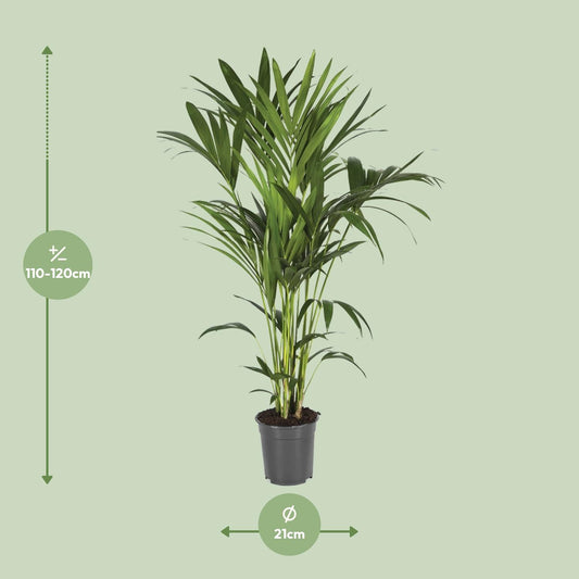 Howea Forsteriana – Elegante Kentia-Palme Ø21cm, 120cm hoch