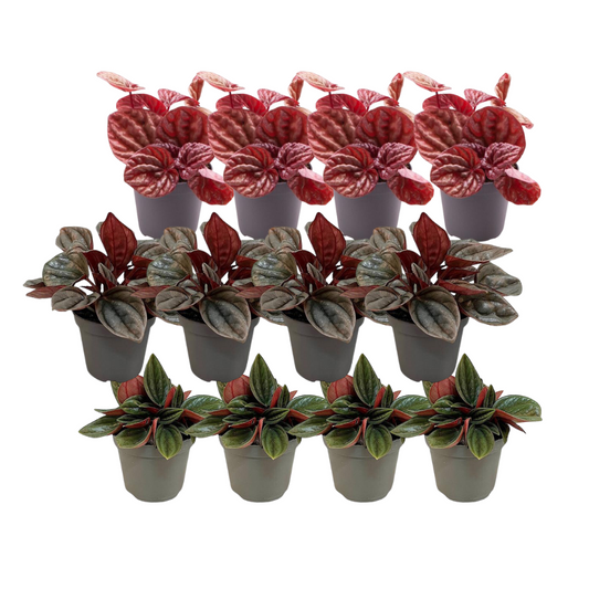 12er Peperomia Mix – Pflegeleichte Zimmerpflanzen
