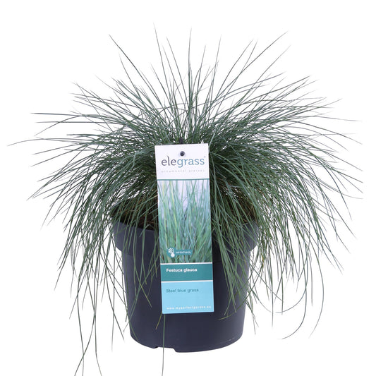 Festuca glauca Azura Blue - Silberblaues Schafgras Ø19 cm