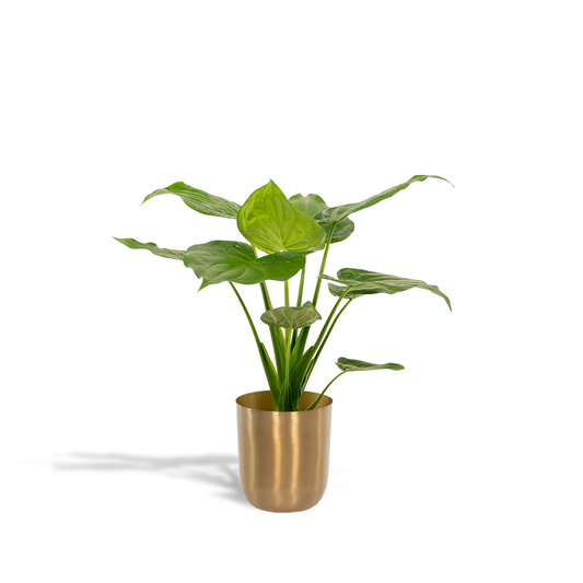 Alocasia Cucullata – Elefantenohr Ø19cm mit Topf Mayk Gold