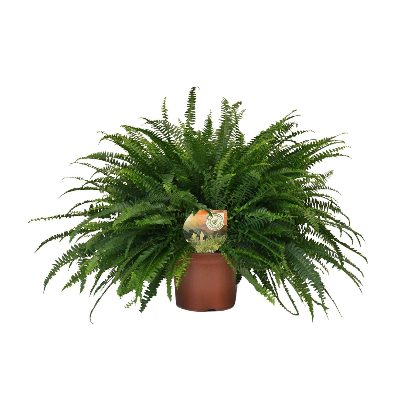 Nephrolepis Green Lady – Pflegeleichter Bostonfarn Ø19cm