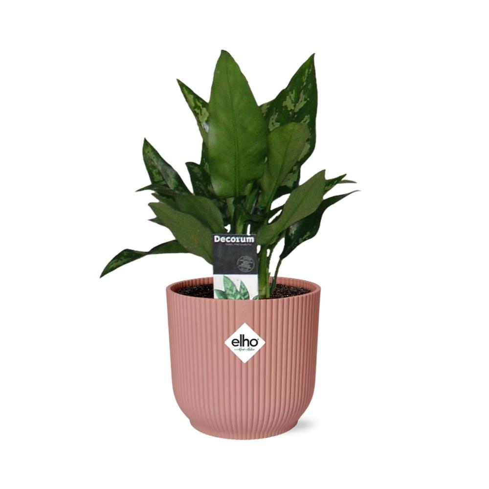 Aglaonema Maria – Pflegeleichte Zimmerpflanze im ELHO Vibes Fold 14cm Topf