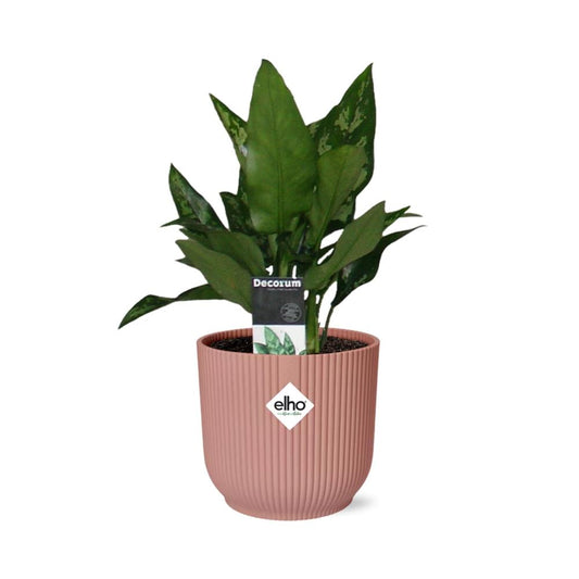 Aglaonema Maria – Pflegeleichte Zimmerpflanze im ELHO Vibes Fold 14cm Topf