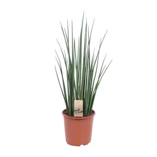 Sansevieria Mikado – Pflegeleichte Schwiegermutterzunge Ø19cm