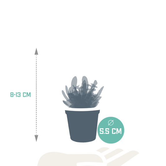 Vetplanten-Mischung 5,5 cm - 10er Set ohne Topf