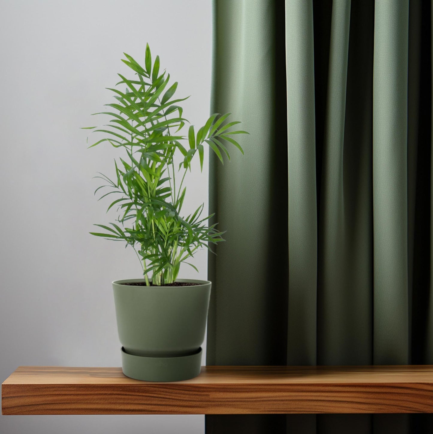 Chamaedorea Zwerg-Bergpalme Ø12cm, ca. 50cm hoch