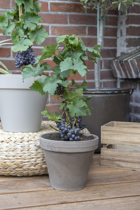 3x Vitis Pixie 'Pinot Noir' – Zwergtraube im 30cm Topf