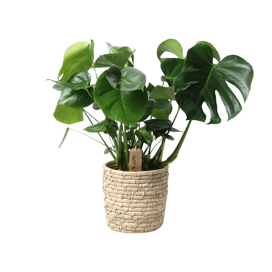 Monstera In Basket Palmleaf – Ø21cm, Höhe 60cm