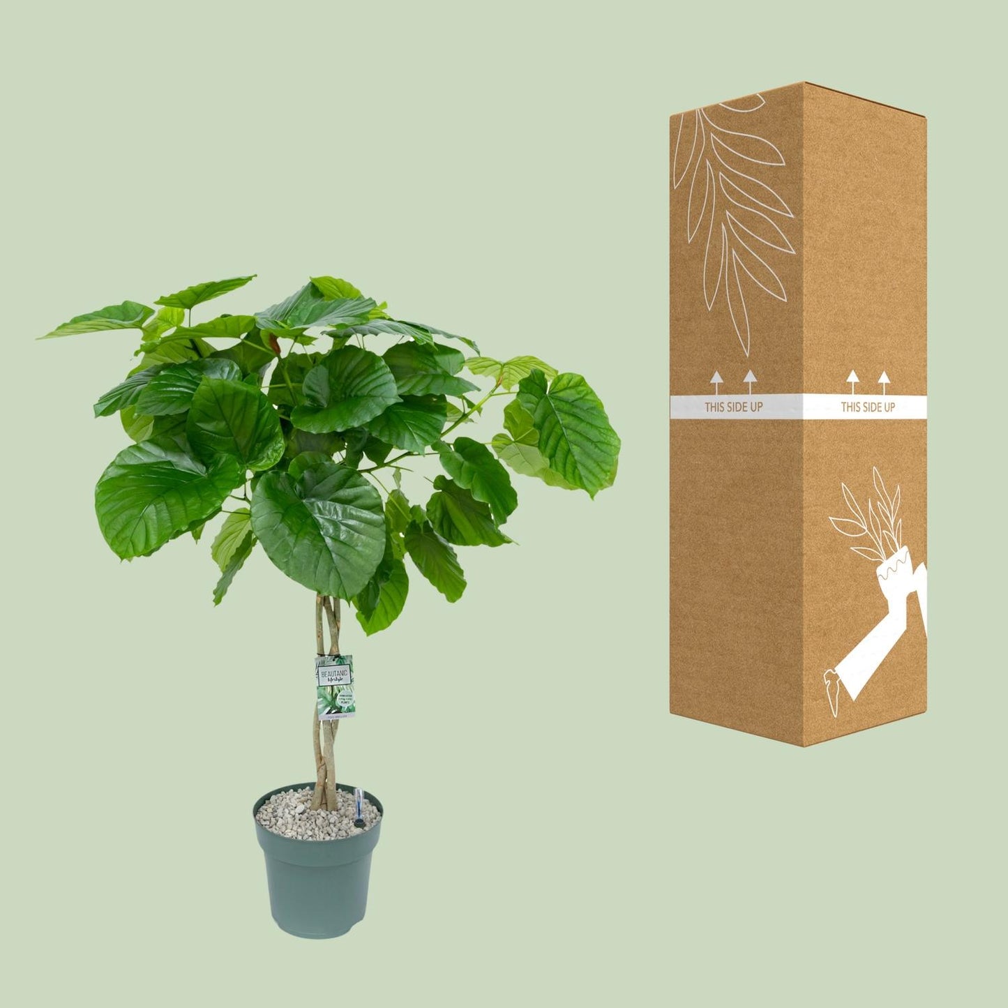 Ficus Umbellata Gevlochten – Ø27cm Topf, ca. 120cm hoch