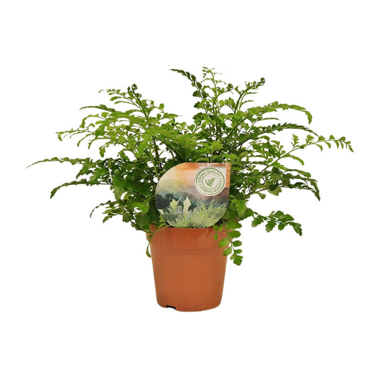 Asplenium Parvati - Pflegeleichter Rippenfarn Ø12cm