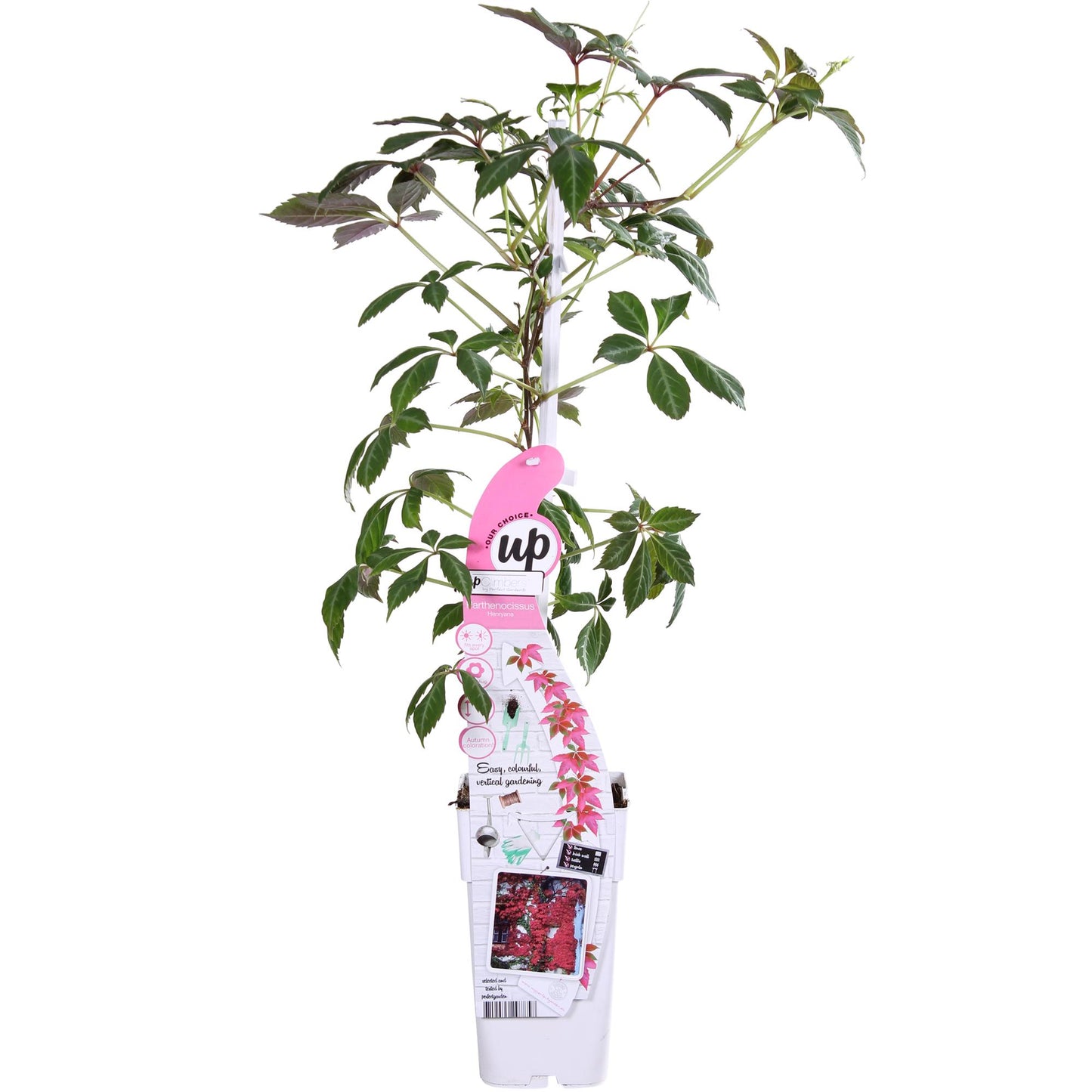 Parthenocissus henryana – Farbfrohe Kletterpflanze Ø15cm