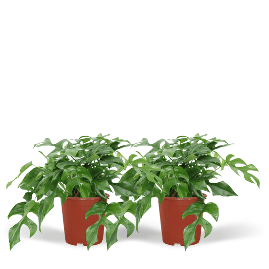 Monstera Minima - 2er Set, Ø15cm, kompakt & pflegeleicht