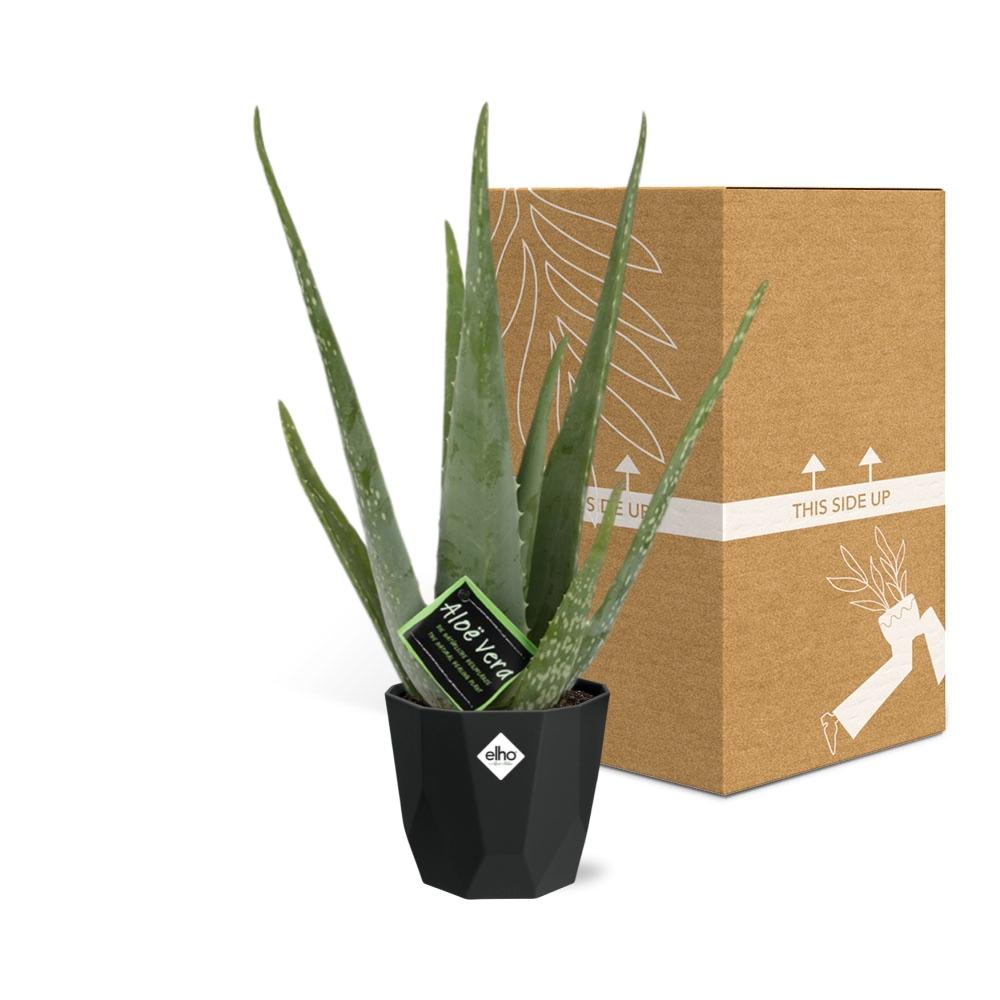 Aloe Vera 12cm im stilvollen b.for rock living black Topf