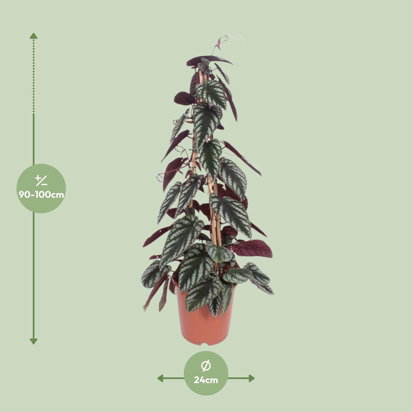 Cissus Antarctica – Pflegeleichte Kletterpflanze Ø24cm, 100cm hoch