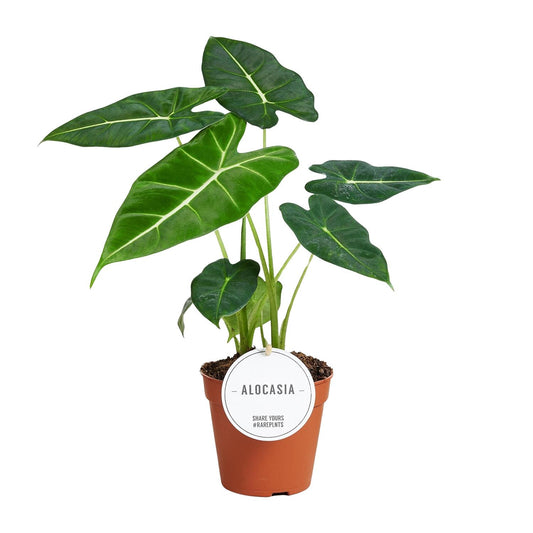 Alocasia Frydek – Elegantes Elefantenohr für Ihr Zuhause