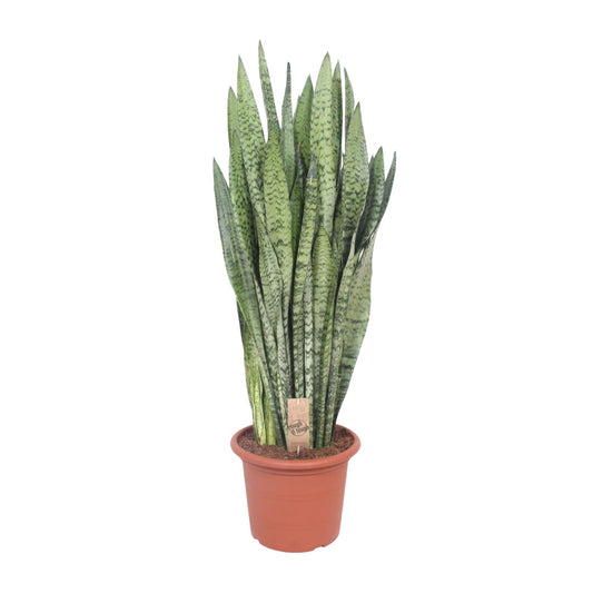 Sansevieria Zeylanica – Pflegeleichte Schwiegermutterzunge Ø30cm