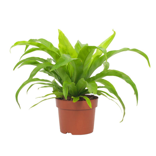 Asplenium Antiquum Milzfarn – Pflegeleichter Zimmerfarn Ø12cm