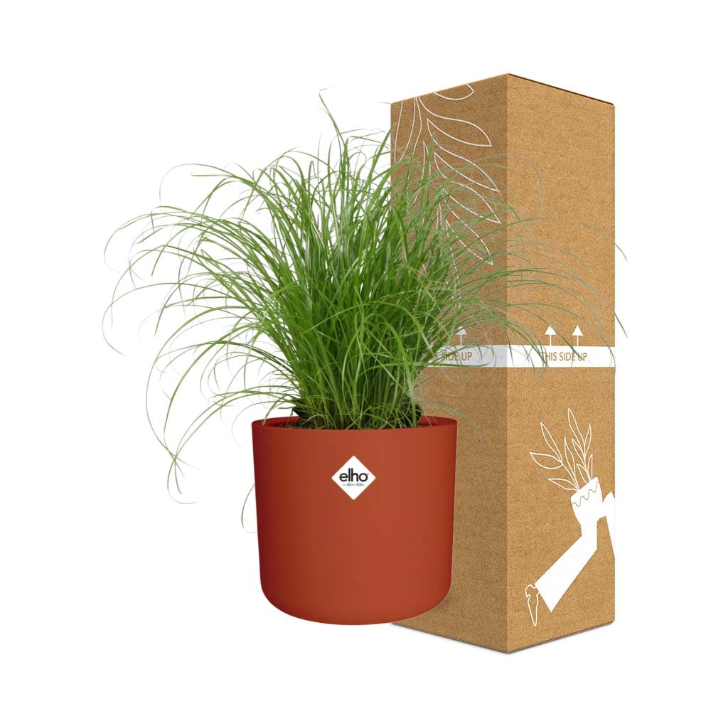Cyperus Alternifolius – Pflegeleichtes Schirmgras im ELHO b.for soft Topf