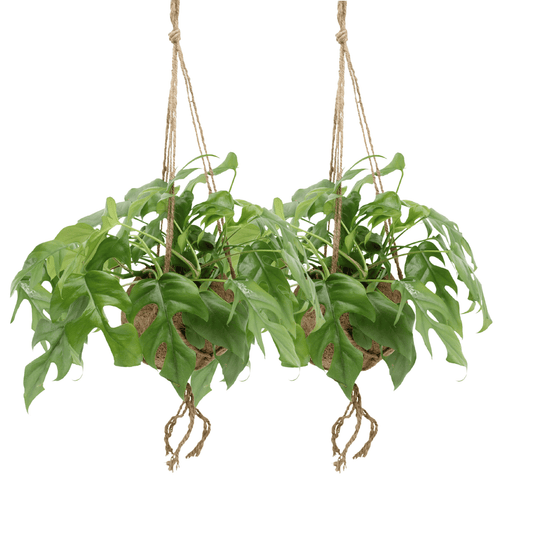 Kokodama Monstera Minima Hang – 2er-Set Ø15cm