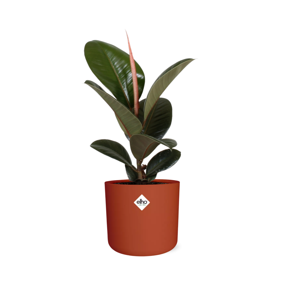 Ficus Elastica ‘Robusta’ – pflegeleichte XXL Zimmerpflanze