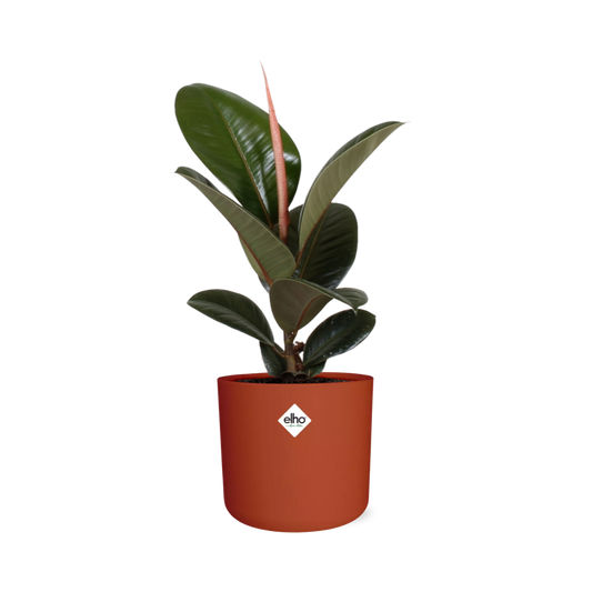 Ficus Elastica ‘Robusta’ – pflegeleichte XXL Zimmerpflanze