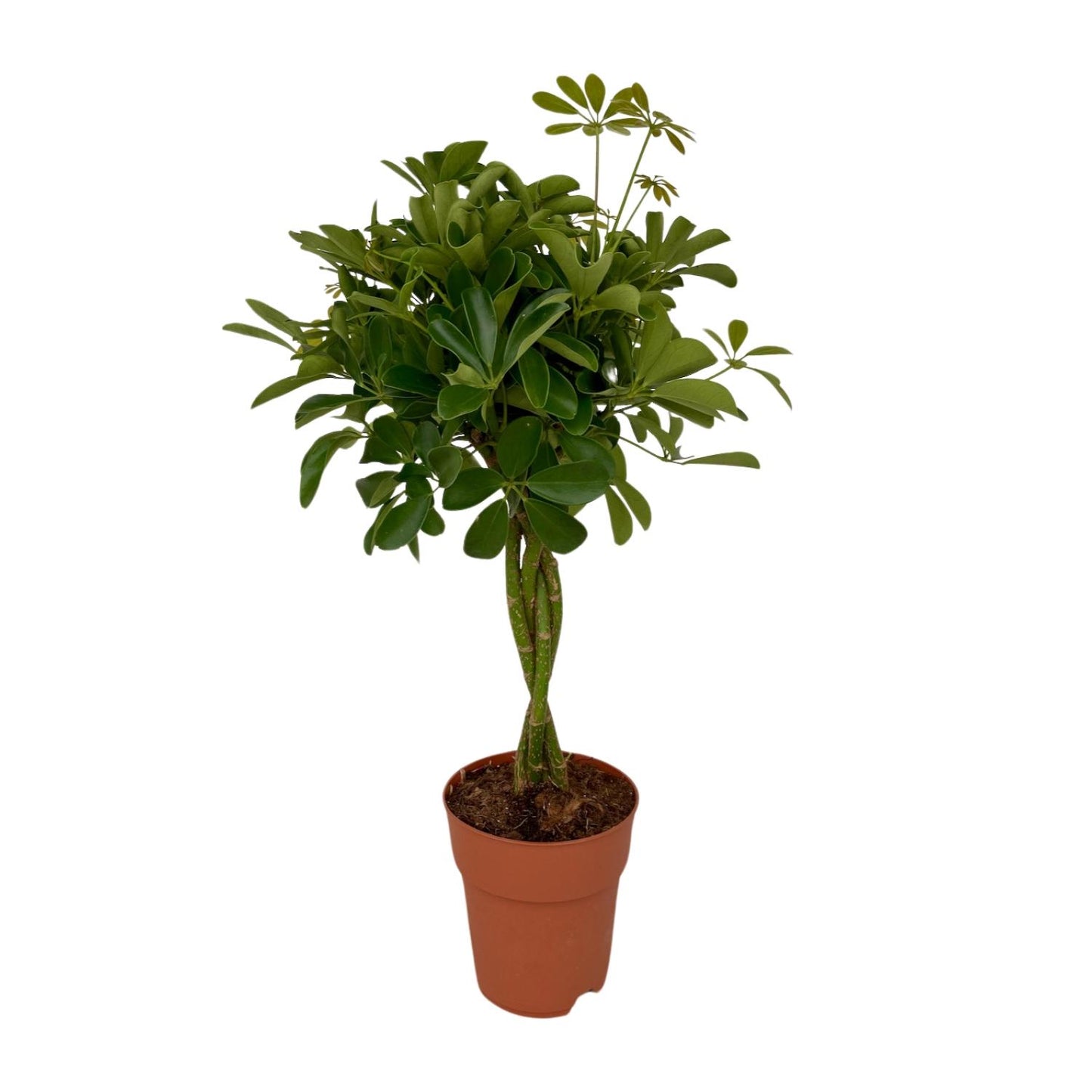 Schefflera Compacta - pflegeleichter Schirmbaum Ø19cm, 80cm hoch