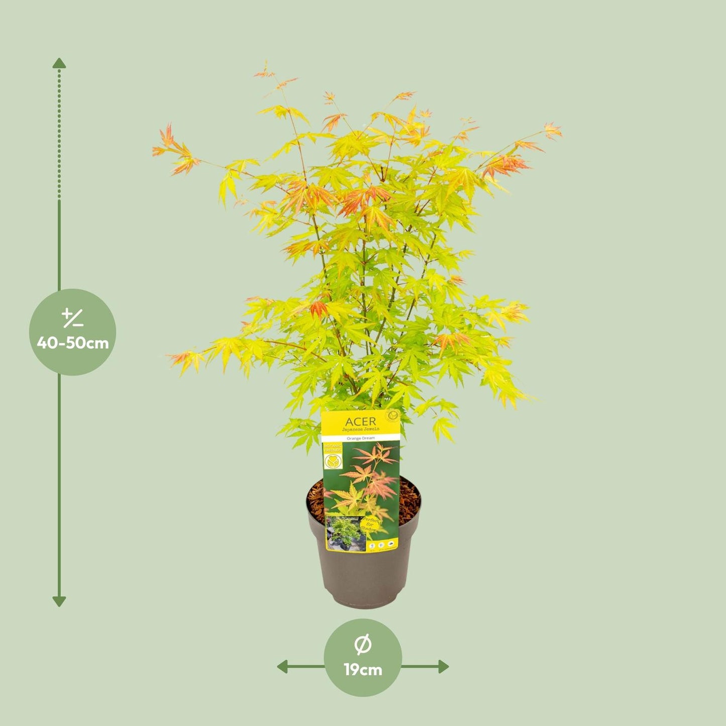 Acer palmatum Orange Dream – Eleganter Japanischer Ahorn Ø19cm