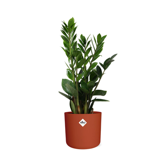 Zamioculcas – Pflegeleichte ZZ-Pflanze im ELHO b.for Soft Topf
