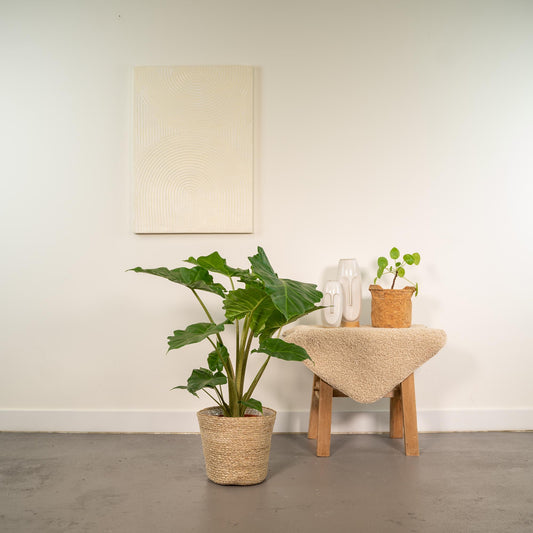 Alocasia Portodora Ø21cm – Elefantenohr mit Korb Selin