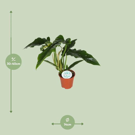 Philodendron Narrow – Pflegeleichte & elegante Zimmerpflanze Ø14cm