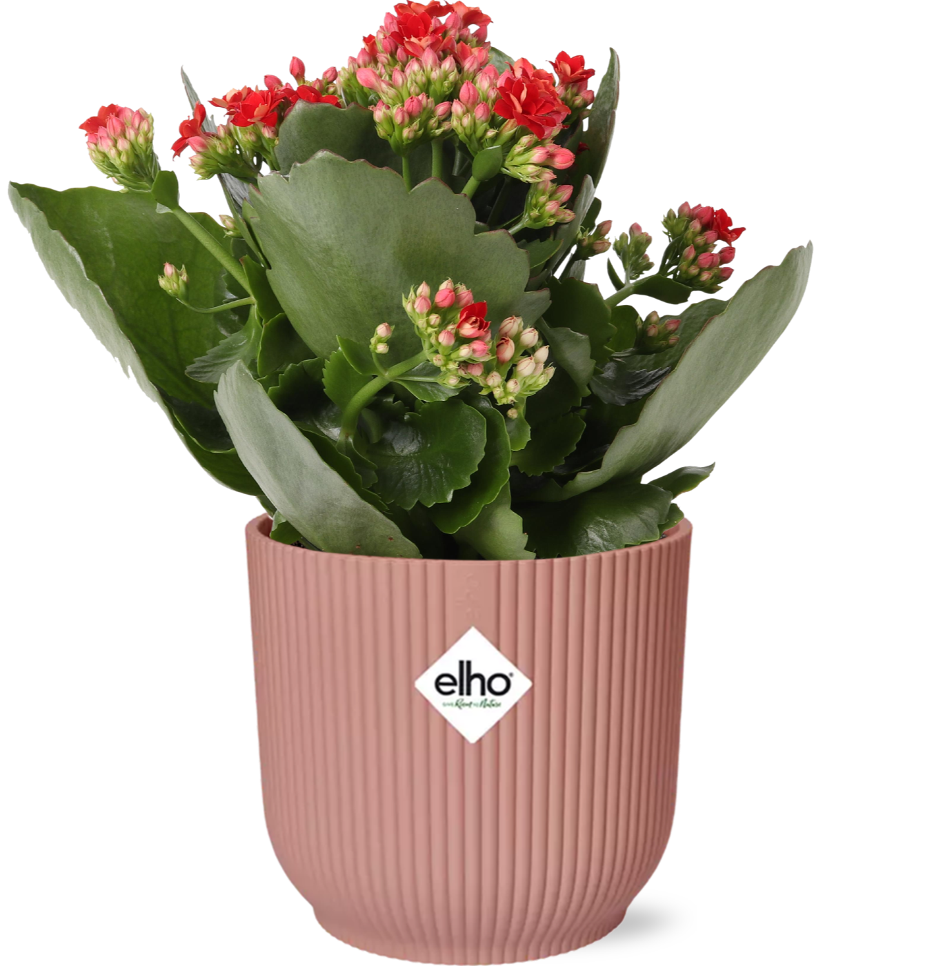 Kalanchoe Rosalina Don Justino in ELHO Vibes Fold Topf Rosa