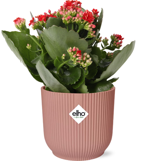Kalanchoe Rosalina Don Justino in ELHO Vibes Fold Topf Rosa