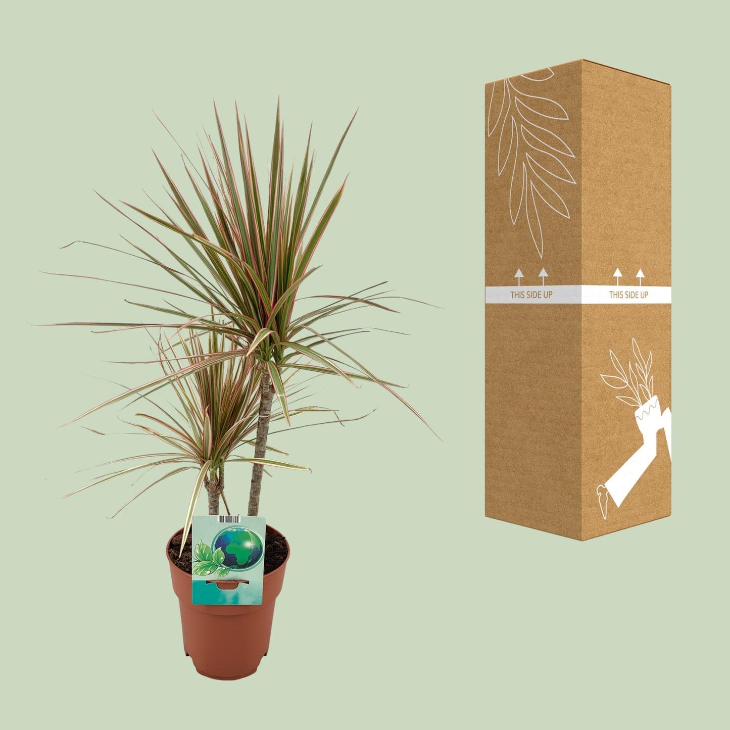 Dracaena Marginata Bicolor – stilvoll & pflegeleicht Ø19cm