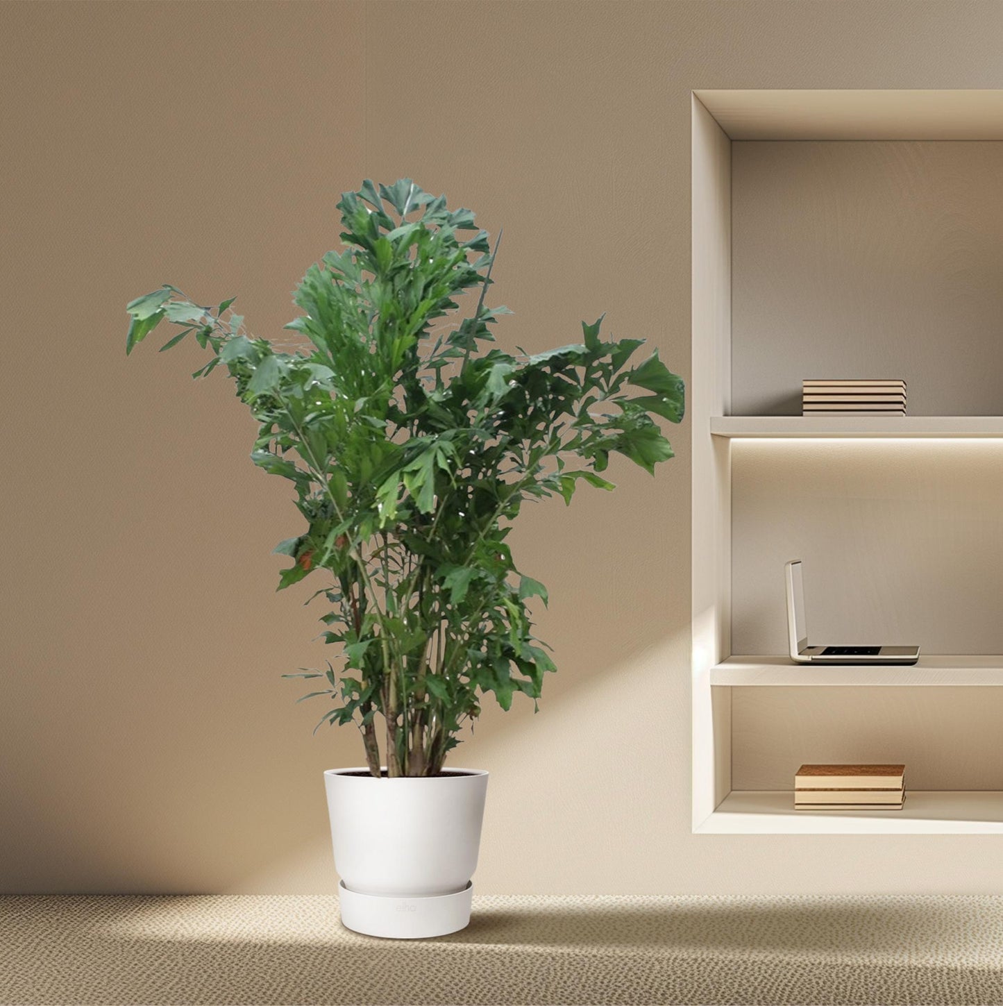 Caryota Mitis - Fischaal-Palme 220 cm ø45 cm