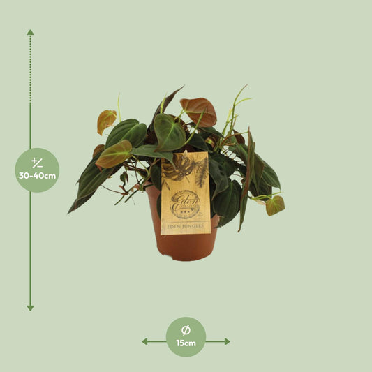 Philodendron Micans – Pflegeleichte Zimmerpflanze Ø15cm