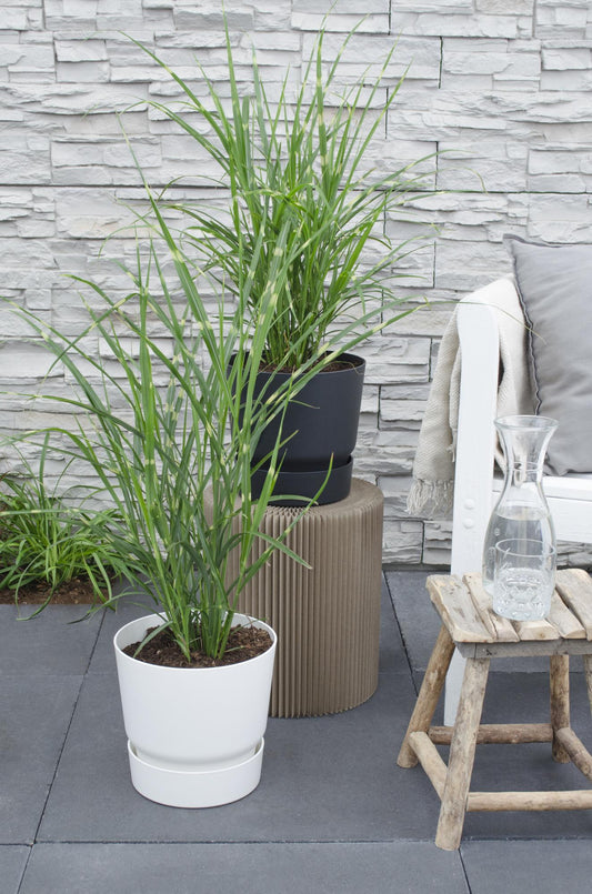 Miscanthus sinensis Strictus – Stilvolles Zebra Gras Ø23cm
