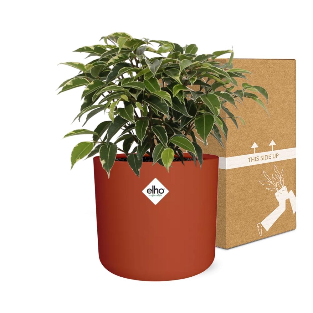 Ficus Benjamina Kinky im ELHO b.for soft rond 14cm Topf brique