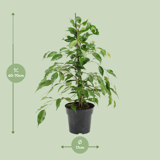 Ficus Benjamina Danita – Pflegeleichter Luftreiniger Ø17cm