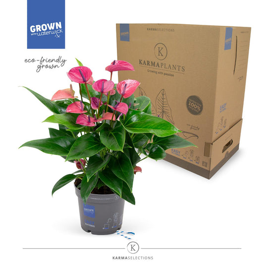 Anthurium Purple – Pflegeleichte Zimmerpflanze Ø17cm