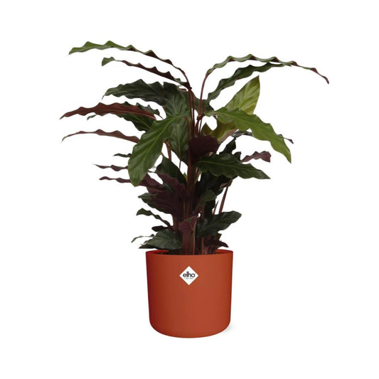 Calathea Rufibarba ‘Tropistar’ – pflegeleichte Zimmerpflanze im ELHO b.for soft Rond 14cm brique