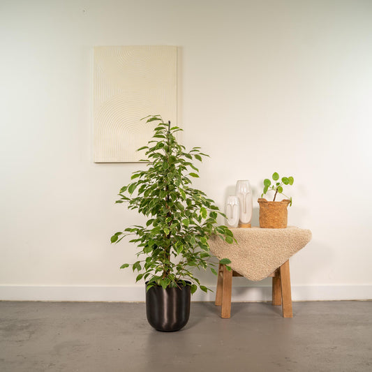 Ficus benjamina Goldenking – Pflegeleichter Blickfang Ø21cm